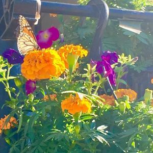 Meet your Posher, Melanie